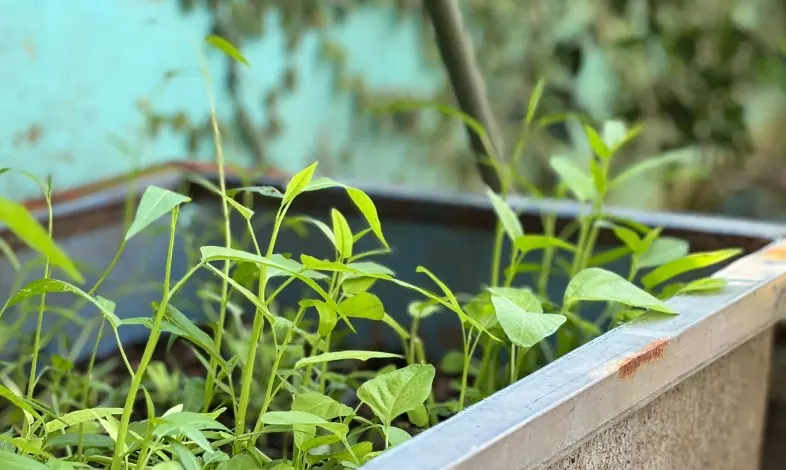 Macetero con plantas impermeabilizado por dentro en Rekalde, Bilbao